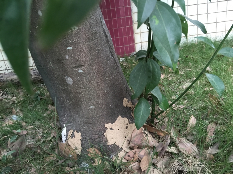 学校