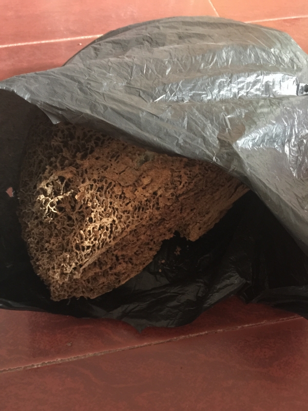白蚁巢穴