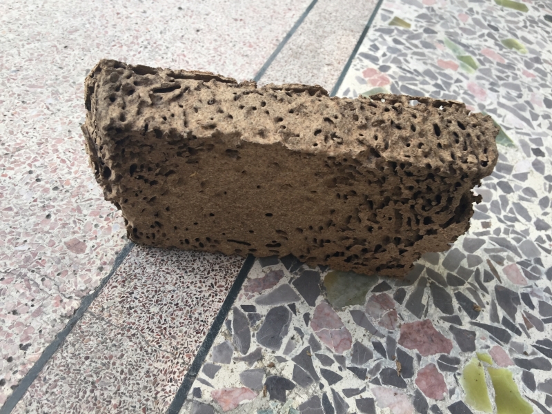 白蚁巢穴